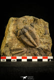 30504 - Beautiful Association of 2  Conocoryphe sulzeri Middle Cambrian Trilobites - Czech Republic