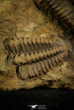 30504 - Beautiful Association of 2  Conocoryphe sulzeri Middle Cambrian Trilobites - Czech Republic