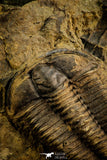 30504 - Beautiful Association of 2  Conocoryphe sulzeri Middle Cambrian Trilobites - Czech Republic