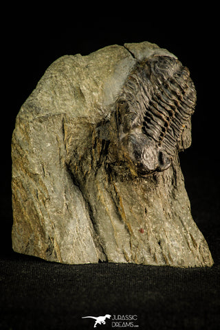 30505 - Beautiful 1.76 Inch Geesops sparsinodosus gallicus Devonian Trilobite - France