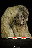 30505 - Beautiful 1.76 Inch Geesops sparsinodosus gallicus Devonian Trilobite - France