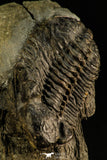 30505 - Beautiful 1.76 Inch Geesops sparsinodosus gallicus Devonian Trilobite - France