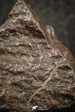 07518 - Partial NWA L-H Type Unclassified Ordinary Chondrite Meteorite 11.0g