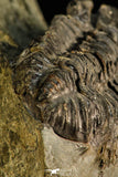 30505 - Beautiful 1.76 Inch Geesops sparsinodosus gallicus Devonian Trilobite - France
