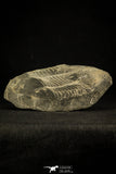 30506 - Top Rare 7.28 Inch Illaenus giganteus Silurian Trilobite - France