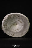 20369 - Top Huge 2.24 Inch Otodus obliquus Shark Vertebra Bone Paleocene