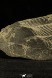 30506 - Top Rare 7.28 Inch Illaenus giganteus Silurian Trilobite - France