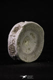 20369 - Top Huge 2.24 Inch Otodus obliquus Shark Vertebra Bone Paleocene