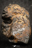 07519 - Partial NWA L-H Type Unclassified Ordinary Chondrite Meteorite 11.0g