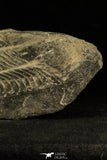 30506 - Top Rare 7.28 Inch Illaenus giganteus Silurian Trilobite - France