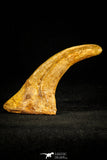 30507 - Top Huge 4.10 Inch Unidentified Theropod Claw Cretaceous KemKem