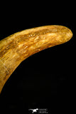 30507 - Top Huge 4.10 Inch Unidentified Theropod Claw Cretaceous KemKem