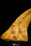 30507 - Top Huge 4.10 Inch Unidentified Theropod Claw Cretaceous KemKem