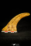 30507 - Top Huge 4.10 Inch Unidentified Theropod Claw Cretaceous KemKem