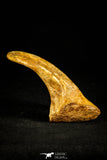 30507 - Top Huge 4.10 Inch Unidentified Theropod Claw Cretaceous KemKem