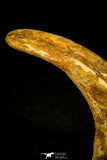 30507 - Top Huge 4.10 Inch Unidentified Theropod Claw Cretaceous KemKem