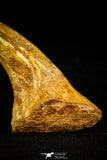 30507 - Top Huge 4.10 Inch Unidentified Theropod Claw Cretaceous KemKem