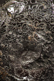 07520 - Beautiful Pyritized 1.03 Inch Phylloceras Lower Cretaceous Ammonites