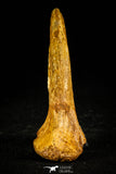 30507 - Top Huge 4.10 Inch Unidentified Theropod Claw Cretaceous KemKem
