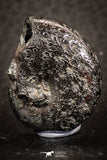 07520 - Beautiful Pyritized 1.03 Inch Phylloceras Lower Cretaceous Ammonites