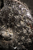 07520 - Beautiful Pyritized 1.03 Inch Phylloceras Lower Cretaceous Ammonites