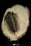 30508 - Top Beautiful 3.89 Inch Saharops bensaidi Lower Devonian Trilobite