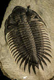 30508 - Top Beautiful 3.89 Inch Saharops bensaidi Lower Devonian Trilobite