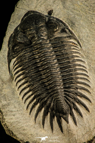 30508 - Top Beautiful 3.89 Inch Saharops bensaidi Lower Devonian Trilobite