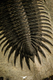 30508 - Top Beautiful 3.89 Inch Saharops bensaidi Lower Devonian Trilobite
