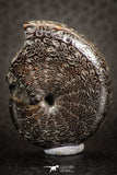 07521 - Nicely Preserved Pyritized 1.23 Inch Unidentified Lower Cretaceous Ammonites