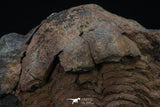 20372 - Rare Huge 3.79 Inch Caudillaenus sp Middle Ordovician Trilobites