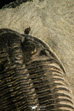 30508 - Top Beautiful 3.89 Inch Saharops bensaidi Lower Devonian Trilobite