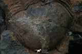 20372 - Rare Huge 3.79 Inch Caudillaenus sp Middle Ordovician Trilobites