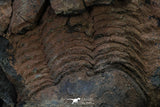 20372 - Rare Huge 3.79 Inch Caudillaenus sp Middle Ordovician Trilobites