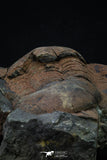 20372 - Rare Huge 3.79 Inch Caudillaenus sp Middle Ordovician Trilobites