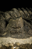 30508 - Top Beautiful 3.89 Inch Saharops bensaidi Lower Devonian Trilobite