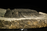30508 - Top Beautiful 3.89 Inch Saharops bensaidi Lower Devonian Trilobite