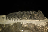30508 - Top Beautiful 3.89 Inch Saharops bensaidi Lower Devonian Trilobite
