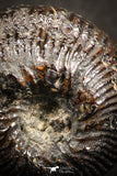 07522 - Stunning Pyritized 0.96 Inch Olcostephanus sp Lower Cretaceous Ammonites