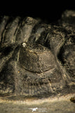 30508 - Top Beautiful 3.89 Inch Saharops bensaidi Lower Devonian Trilobite