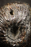 07522 - Stunning Pyritized 0.96 Inch Olcostephanus sp Lower Cretaceous Ammonites