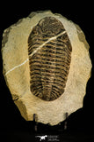 30510 - Beautiful 4.46 Inch Drotops megalomanicus Middle Devonian Trilobite