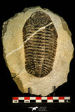 30510 - Beautiful 4.46 Inch Drotops megalomanicus Middle Devonian Trilobite