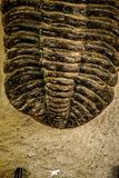 30510 - Beautiful 4.46 Inch Drotops megalomanicus Middle Devonian Trilobite