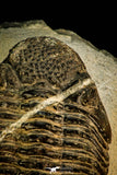 30510 - Beautiful 4.46 Inch Drotops megalomanicus Middle Devonian Trilobite
