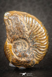 07524 - Nicely Preserved Pyritized 1.01 Inch Unidentified Lower Cretaceous Ammonites