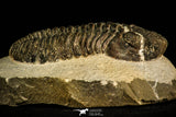 30510 - Beautiful 4.46 Inch Drotops megalomanicus Middle Devonian Trilobite