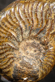 07524 - Nicely Preserved Pyritized 1.01 Inch Unidentified Lower Cretaceous Ammonites