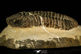 30510 - Beautiful 4.46 Inch Drotops megalomanicus Middle Devonian Trilobite