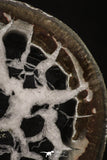 20378 - Top Beautiful Cut and Polished 1.96 Inch Septarian Nodule from South Morocco